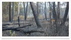 Protection de la forêt contre les incendies