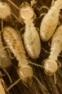Lutte contre les termites (et autres insectes xylophages)